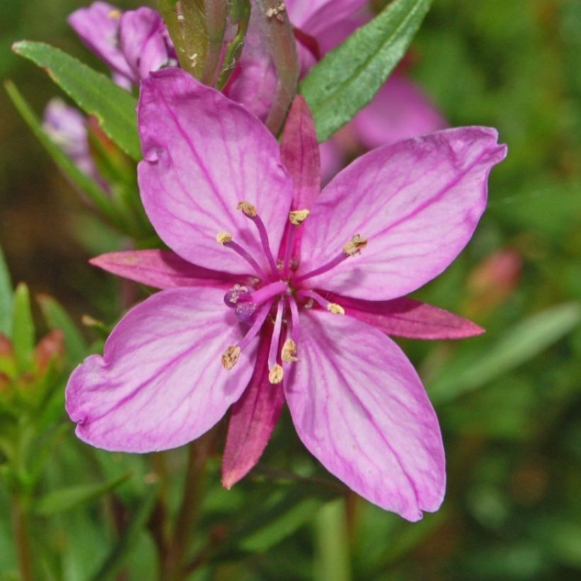 Epilobium fleischeri - Fleischers wilgenroosje (Bloei)