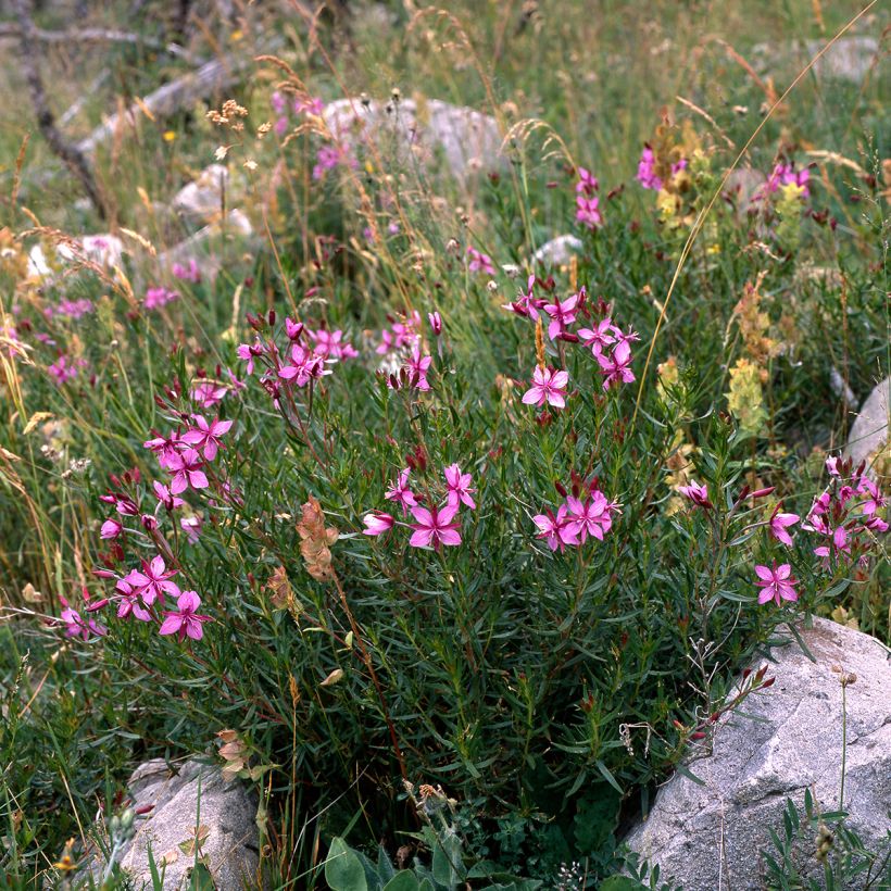 Epilobium fleischeri - Fleischers wilgenroosje (Groeiplaats)