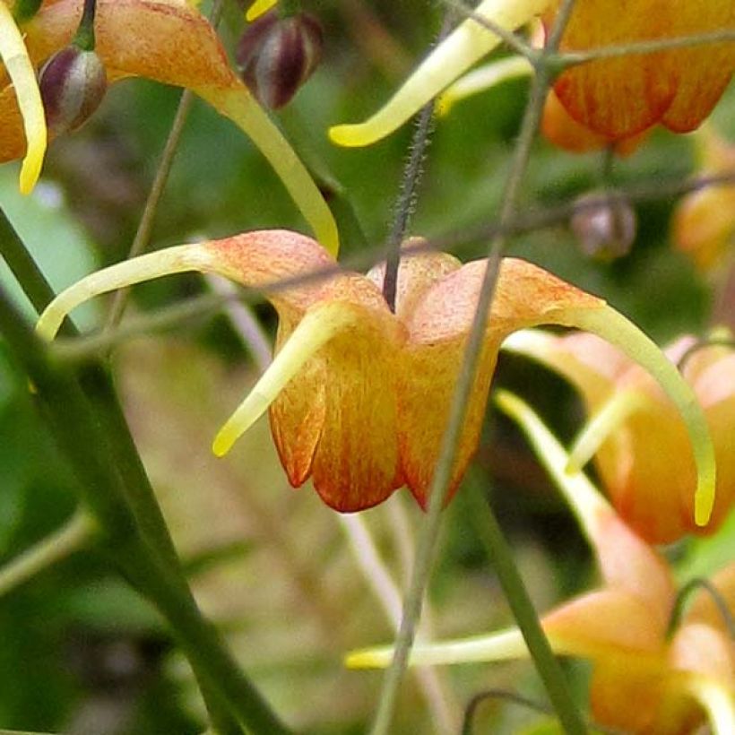 Epimedium Amber Queen - Elfenbloem (Bloei)