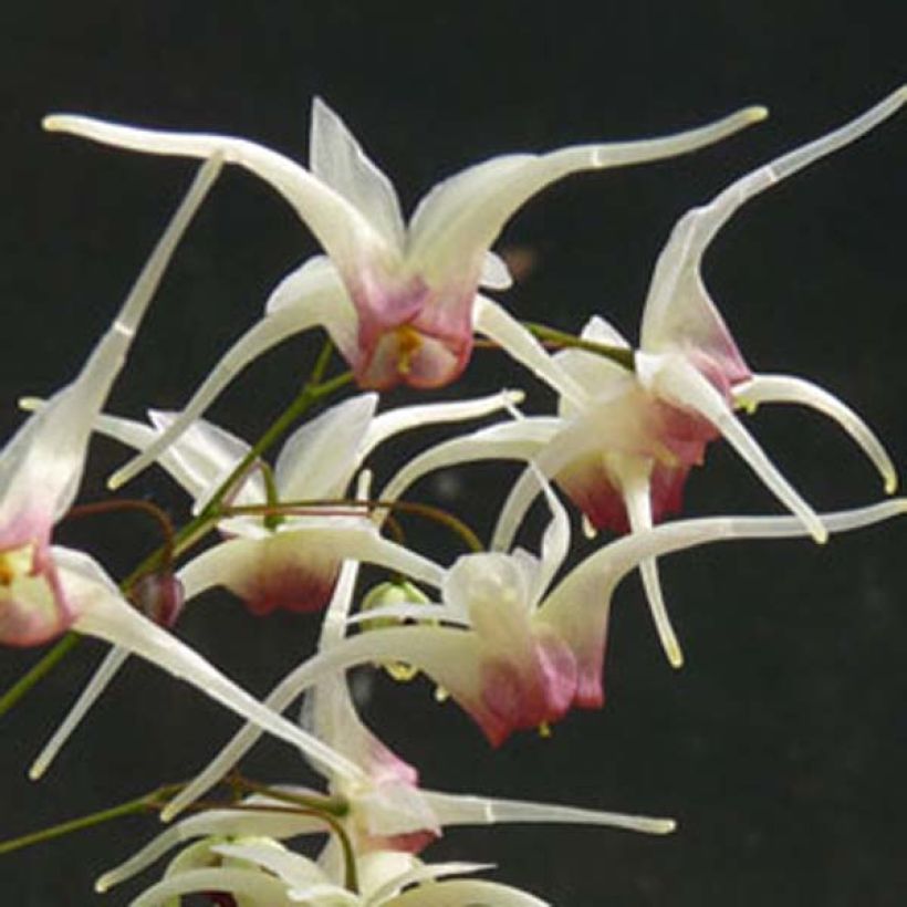 Epimedium Domino - Elfenbloem (Bloei)