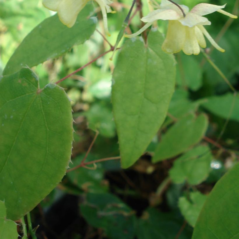 Epimedium Flower Of Sulphur - Elfenbloem (Blad)