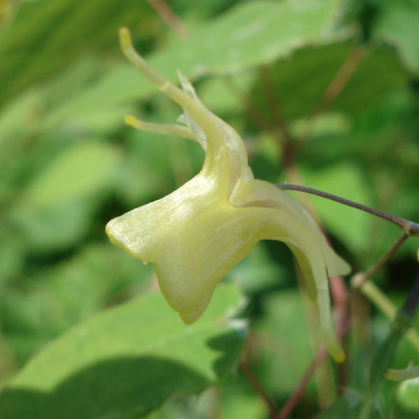 Epimedium Flower Of Sulphur - Elfenbloem (Bloei)