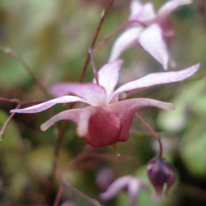 Epimedium Pink Elf - Elfenbloem (Bloei)