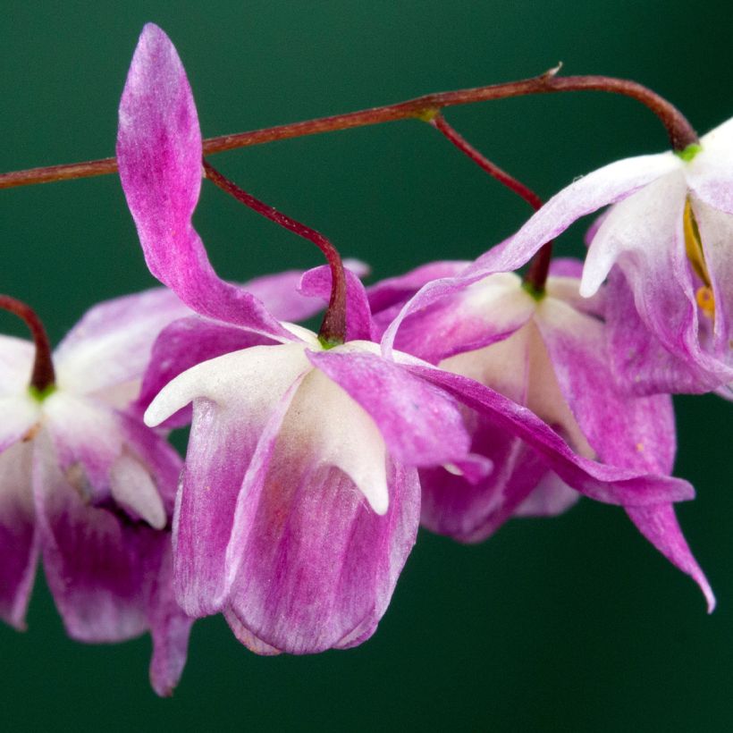 Epimedium pumosum Roseum - Elfenbloem (Bloei)