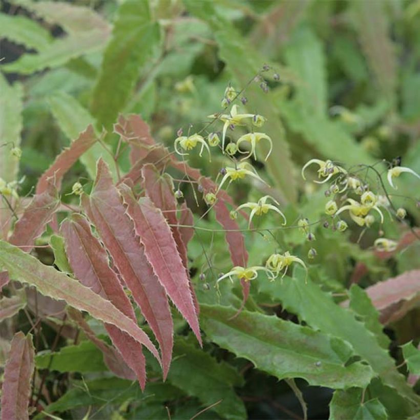 Epimedium Sphinx Twinkler - Elfenbloem (Blad)