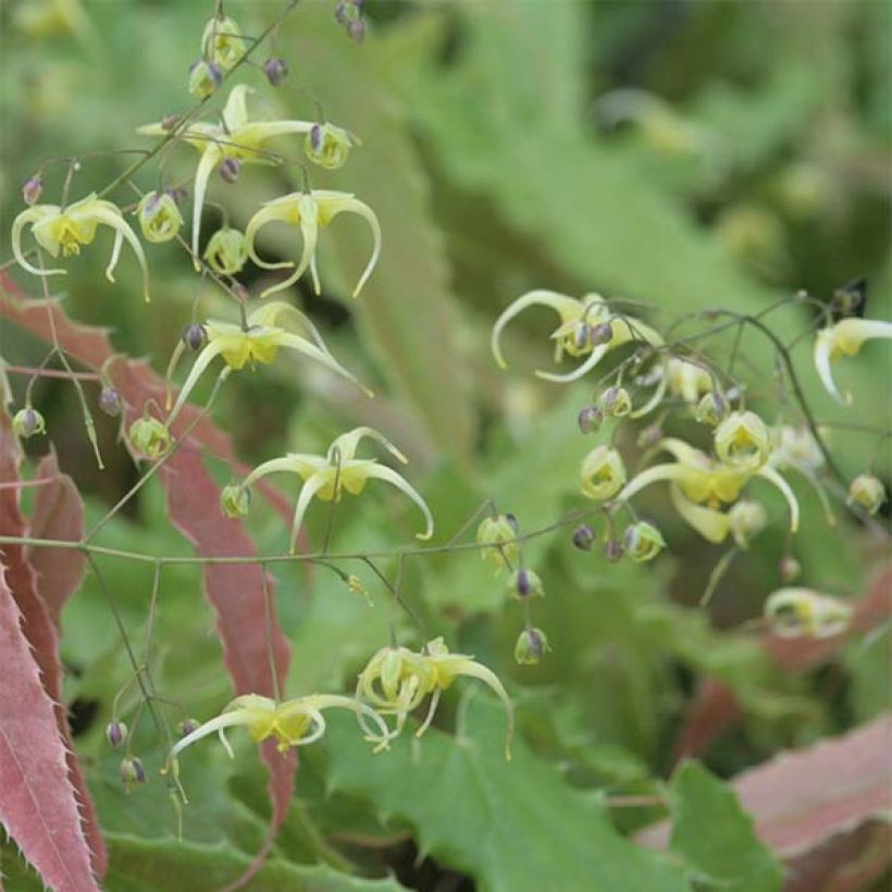 Epimedium Sphinx Twinkler - Elfenbloem (Bloei)