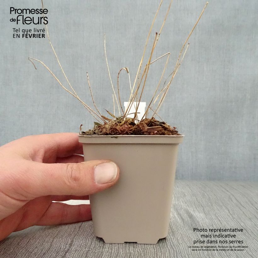 Exemplaar van Epimedium acuminatum - Elfenbloem Kweekpotje van 8/9 cm zoals geleverd in de winter