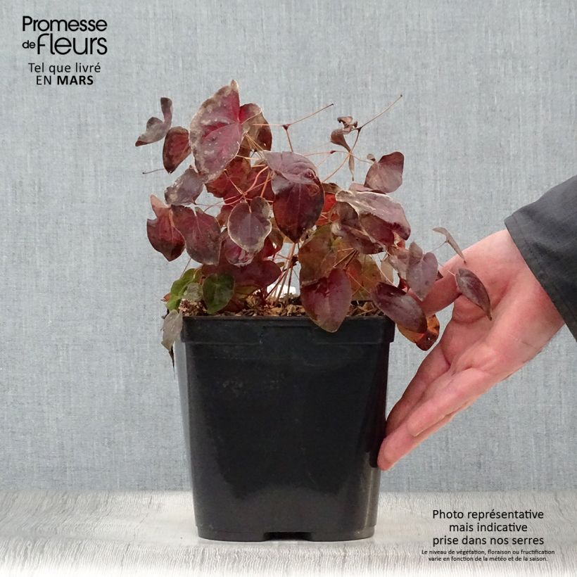 Exemplaar van Epimedium acuminatum - Elfenbloem Pot van 2 l/3 l zoals geleverd in de lente