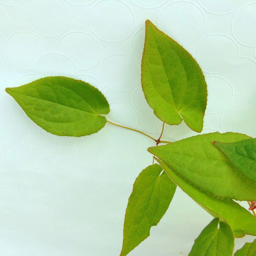 Epimedium alpinum - Elfenbloem (Blad)