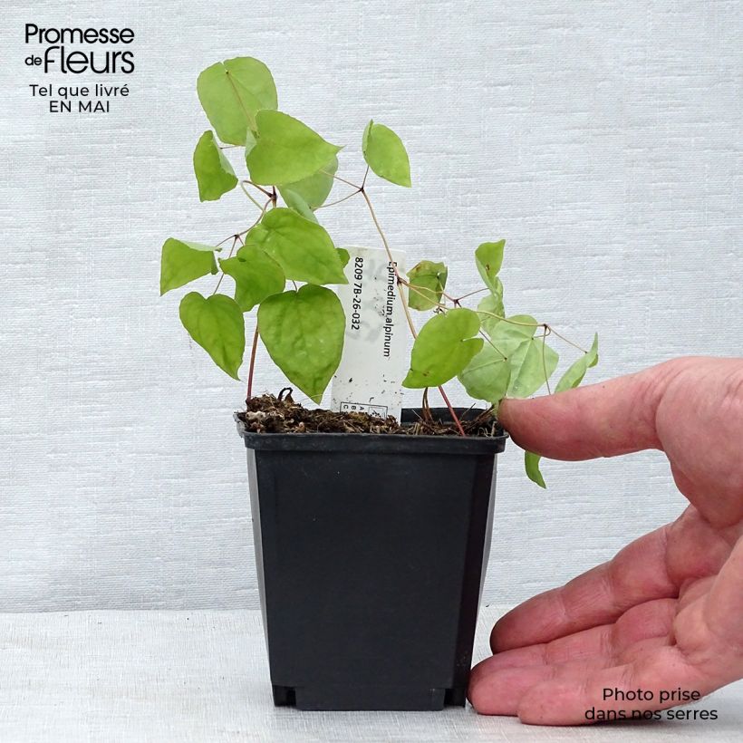 Exemplaar van Epimedium alpinum - Elfenbloem Kweekpotje van 8/9 cm zoals geleverd in de lente