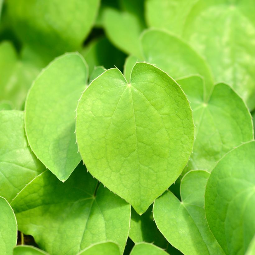 Epimedium alpinum - Elfenbloem (Blad)