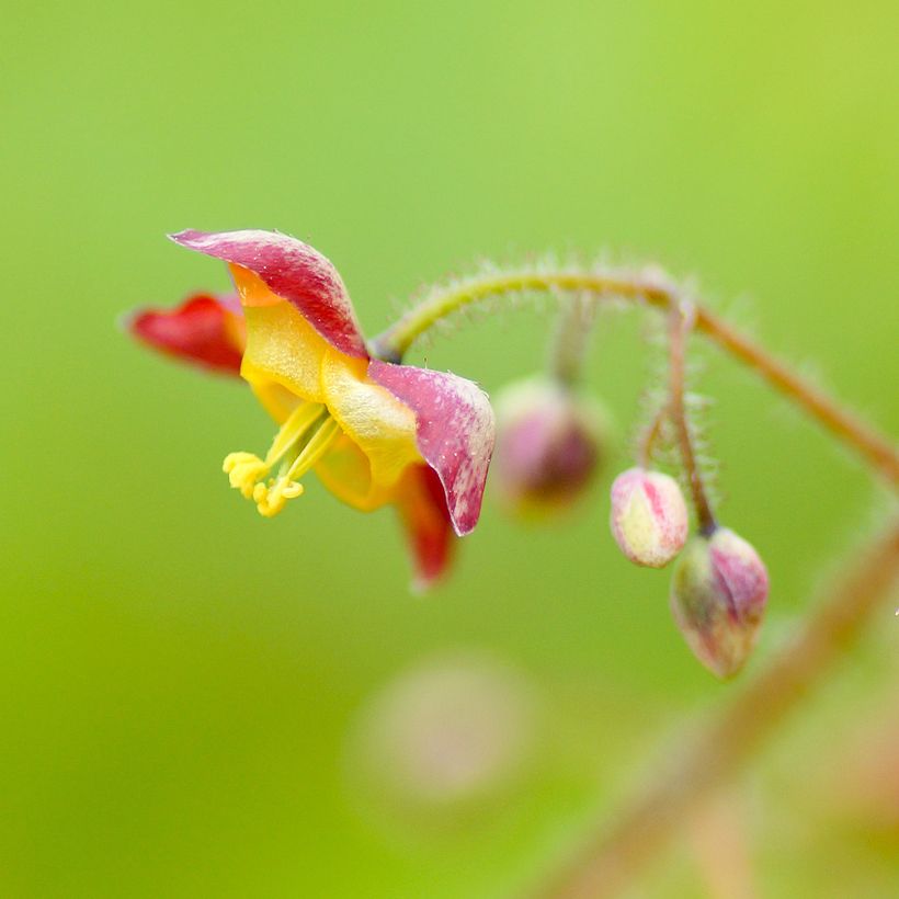 Epimedium alpinum - Elfenbloem (Bloei)