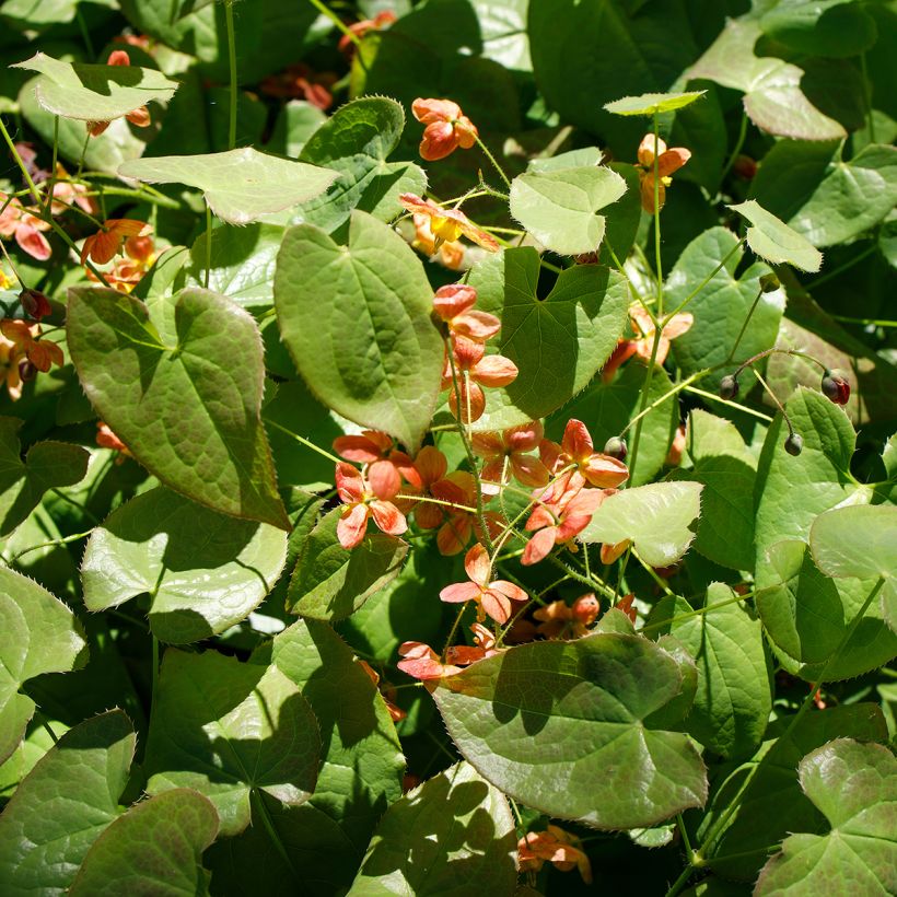 Epimedium alpinum - Elfenbloem (Groeiplaats)