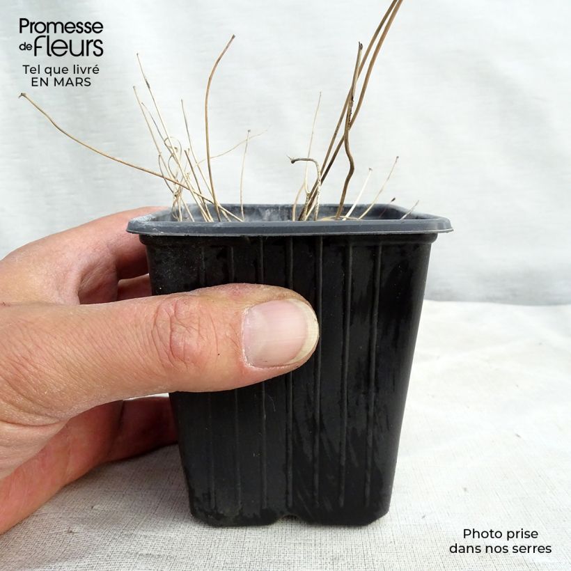 Exemplaar van Epimedium Asiatic hybrids - Elfenbloem Kweekpotje van 8/9 cm zoals geleverd in de lente