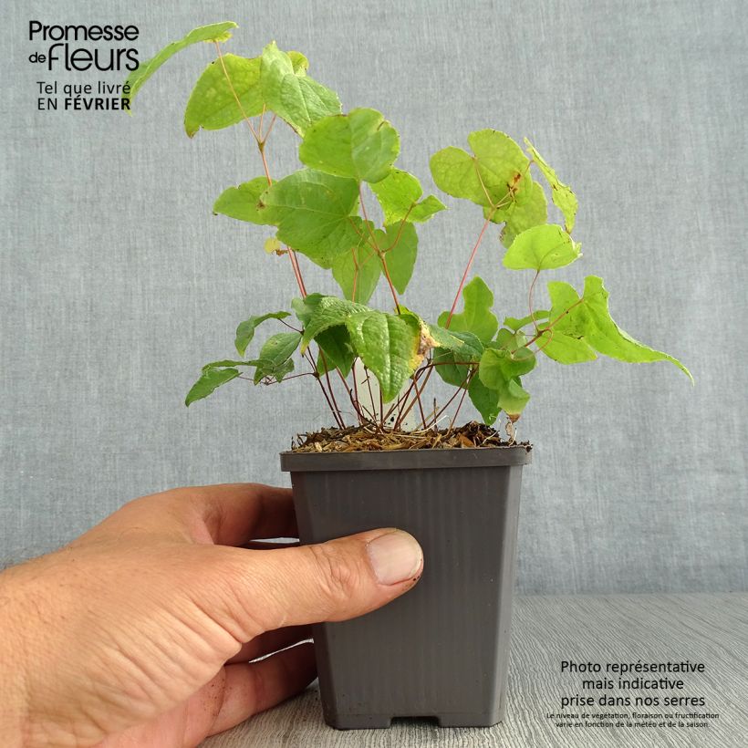 Exemplaar van Epimedium Asiatic hybrids - Elfenbloem Kweekpotje van 8/9 cm zoals geleverd in de herfst