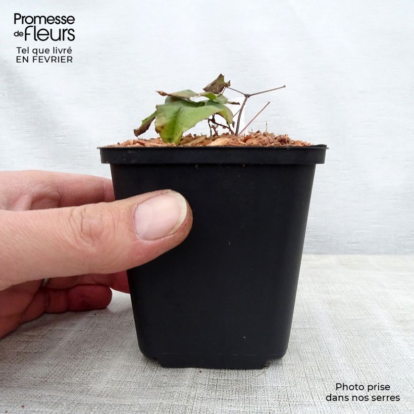 Exemplaar van Epimedium dolichostemon - Elfenbloem Kweekpotje van 8/9 cm zoals geleverd in de winter