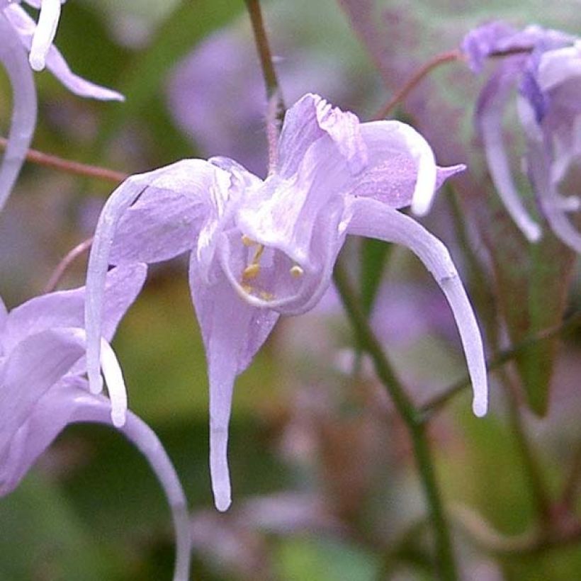 Epimedium grandiflorum - Grootbloemige elfenbloem (Bloei)