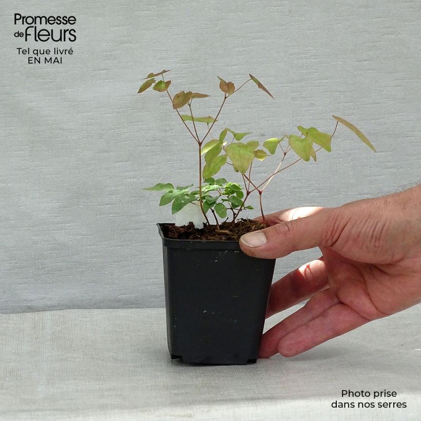 Exemplaar van Epimedium grandiflorum - Grootbloemige elfenbloem Kweekpotje van 8/9 cm zoals geleverd in de lente