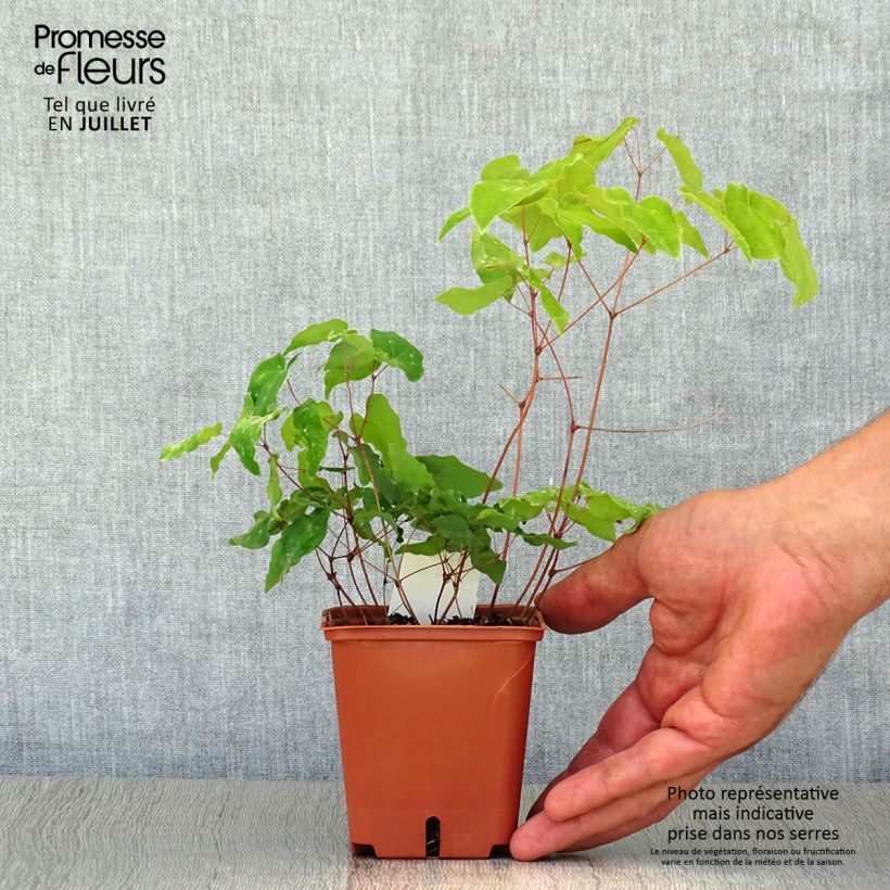 Exemplaar van Epimedium grandiflorum Lilafee - Grootbloemige elfenbloem Kweekpotje van 8/9 cm zoals geleverd in de zomer