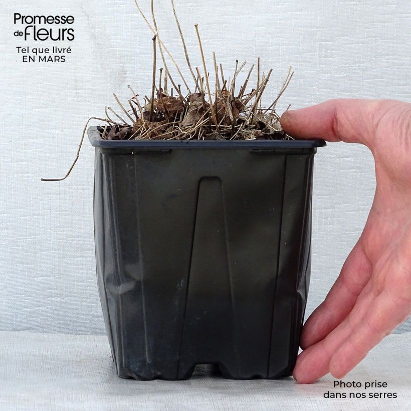 Exemplaar van Epimedium grandiflorum Lilafee - Grootbloemige elfenbloem Pot van 2 l/3 l zoals geleverd in de lente