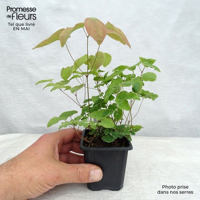 Exemplaar van Epimedium grandiflorum Lilafee - Grootbloemige elfenbloem Kweekpotje van 8/9 cm zoals geleverd in de lente