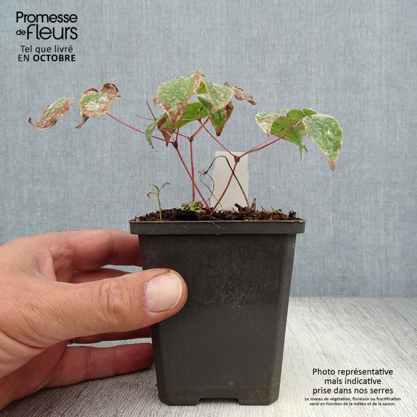 Exemplaar van Epimedium grandiflorum Purple Pixie - Grootbloemige elfenbloem Kweekpotje van 8/9 cm zoals geleverd in de herfst