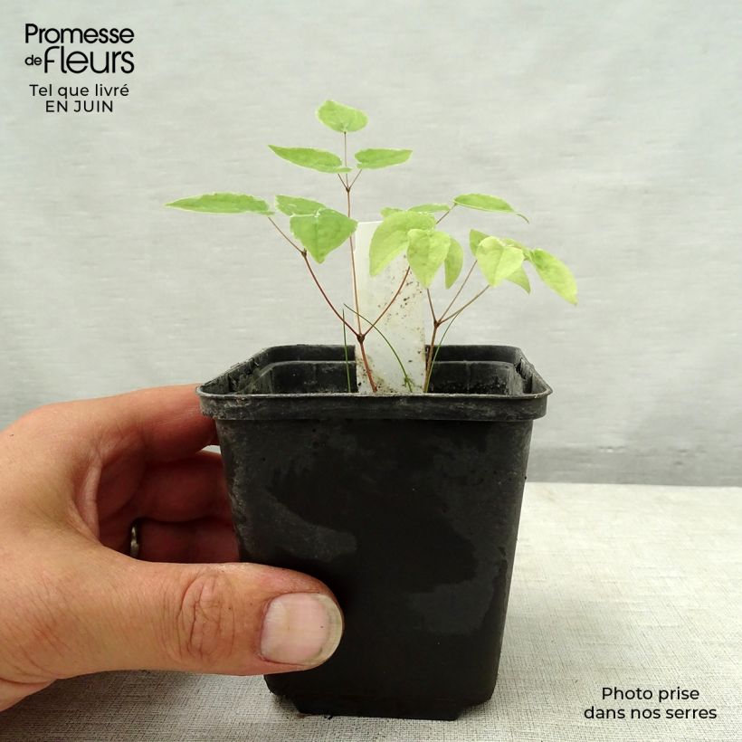 Exemplaar van Epimedium grandiflorum Purple Pixie - Grootbloemige elfenbloem Kweekpotje van 8/9 cm zoals geleverd in de zomer