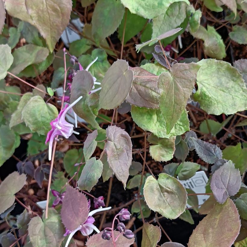 Epimedium grandiflorum Purple Pixie - Grootbloemige elfenbloem (Blad)