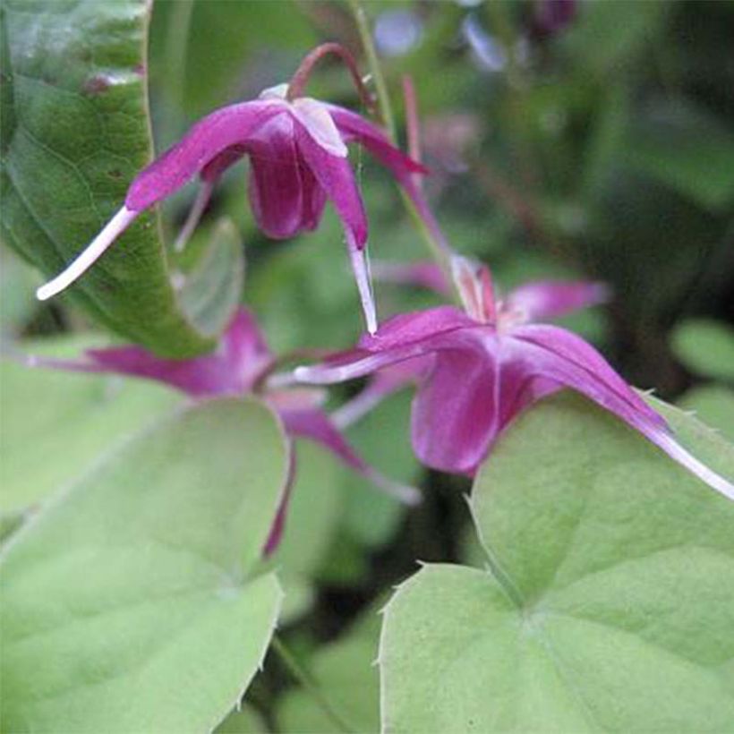 Epimedium grandiflorum Shiho - Grootbloemige elfenbloem (Bloei)