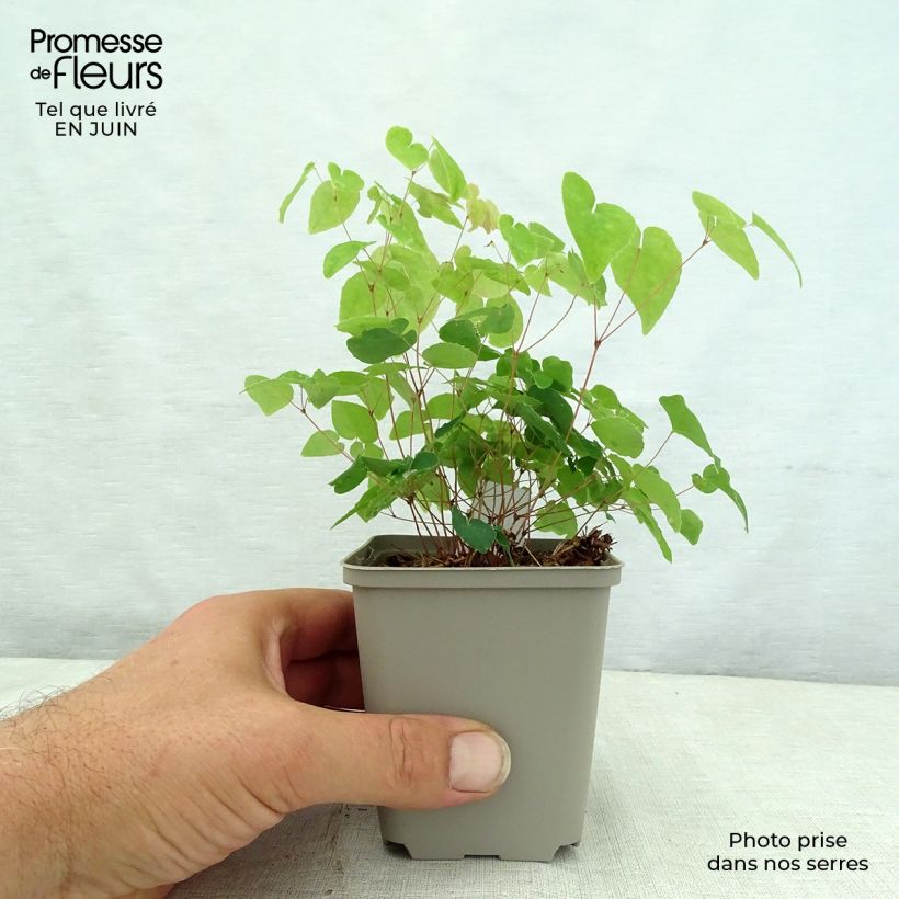 Exemplaar van Epimedium grandiflorum Shiho - Grootbloemige elfenbloem Kweekpotje van 8/9 cm zoals geleverd in de zomer