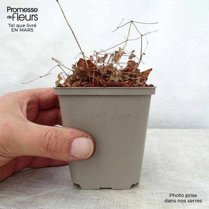 Exemplaar van Epimedium grandiflorum Shiho - Grootbloemige elfenbloem Kweekpotje van 8/9 cm zoals geleverd in de lente