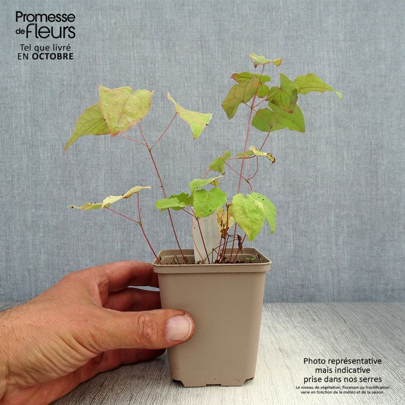 Exemplaar van Epimedium Pink Elf - Elfenbloem Kweekpotje van 8/9 cm zoals geleverd in de herfst