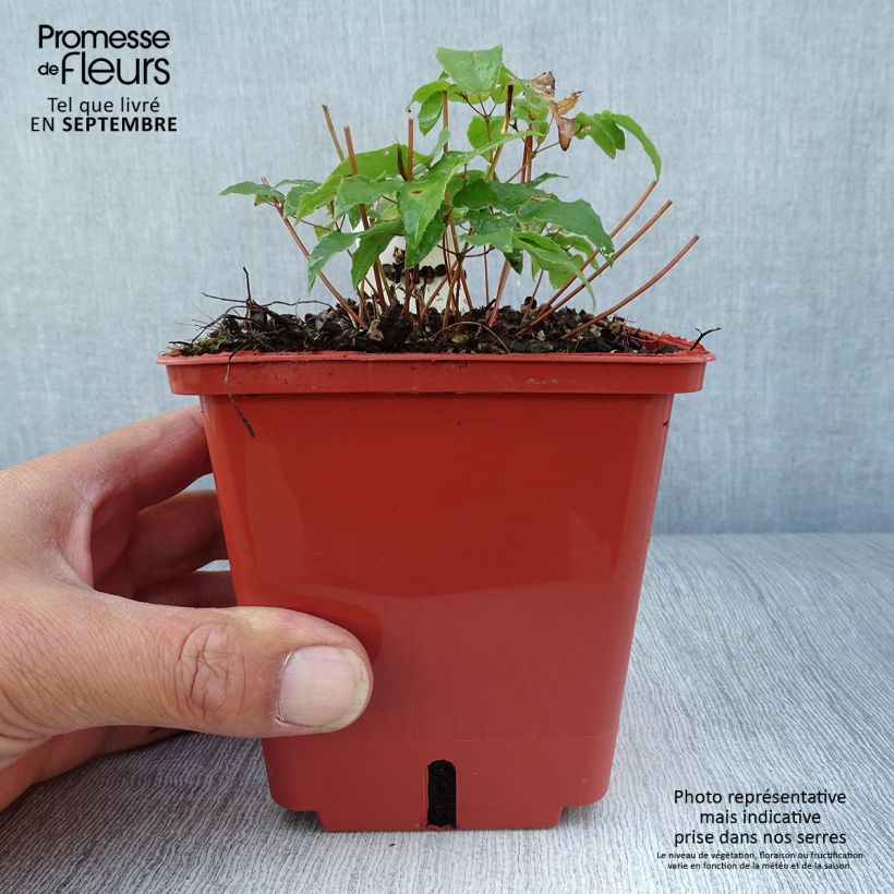 Exemplaar van Epimedium Pink Elf - Elfenbloem Pot van 1 l/1,5 l zoals geleverd in de herfst