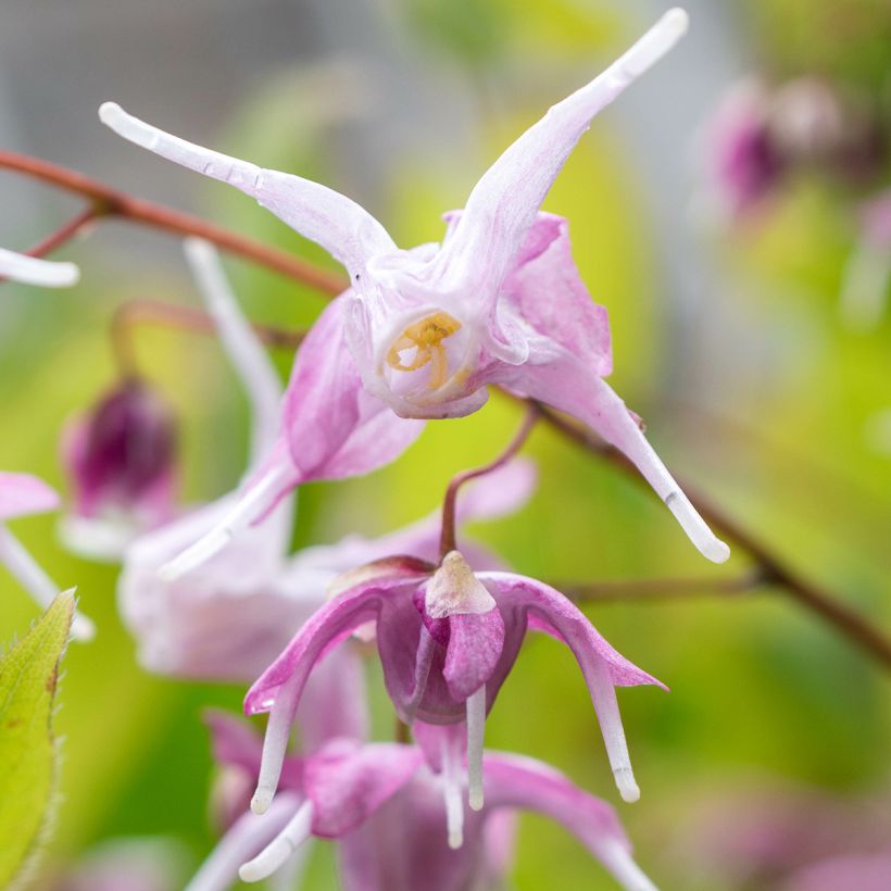 Epimedium Pretty in Pink - Grootbloemige elfenbloem (Bloei)