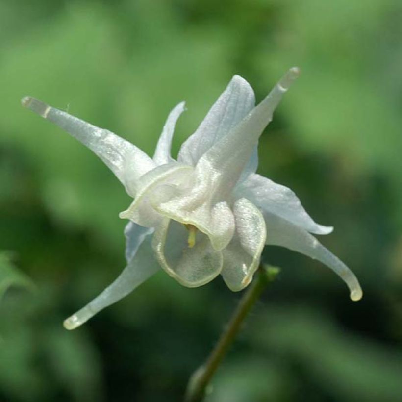 Epimedium pauciflorum - Elfenbloem (Bloei)