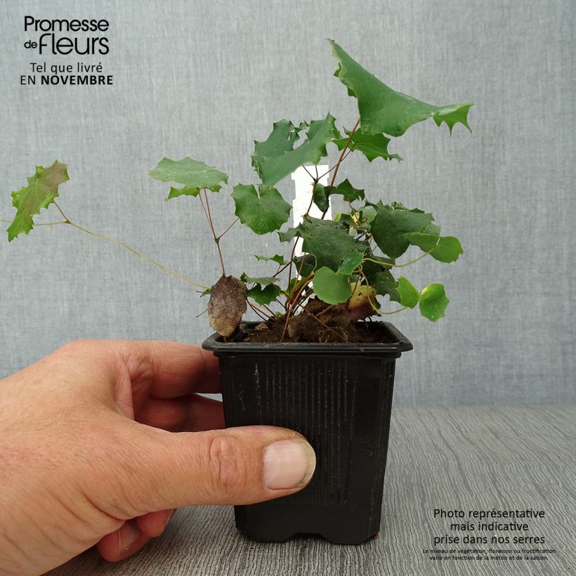 Exemplaar van Epimedium pauciflorum - Elfenbloem Kweekpotje van 8/9 cm zoals geleverd in de herfst
