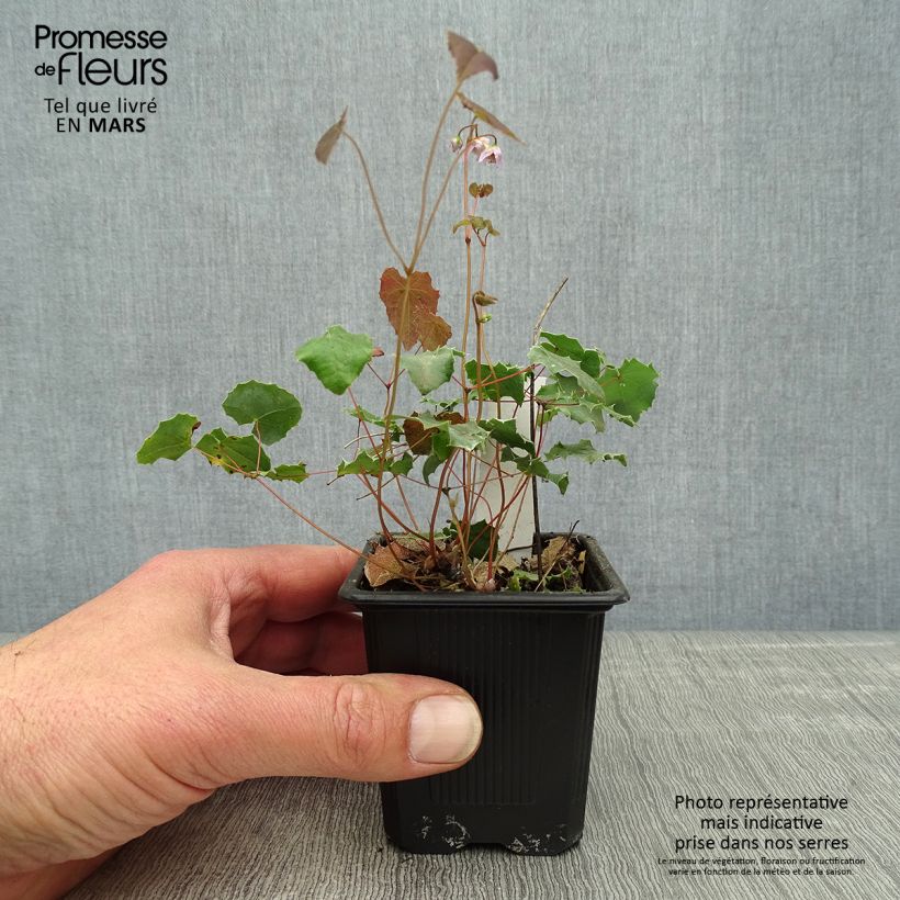 Exemplaar van Epimedium pauciflorum - Elfenbloem Kweekpotje van 8/9 cm zoals geleverd in de lente