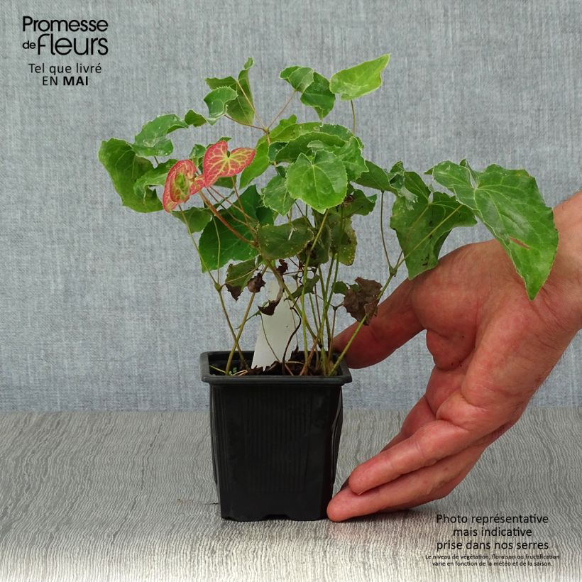 Exemplaar van Epimedium perralchicum Frohnleiten - Elfenbloem Kweekpotje van 8/9 cm zoals geleverd in de lente