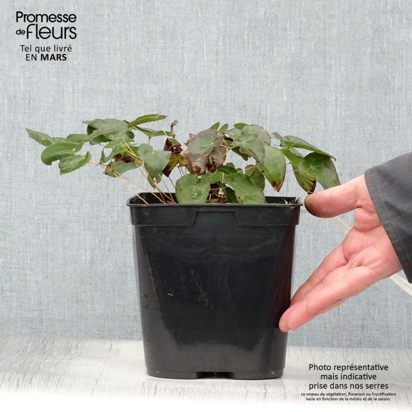 Exemplaar van Epimedium perralchicum Frohnleiten - Elfenbloem Pot van 2 l/3 l zoals geleverd in de lente