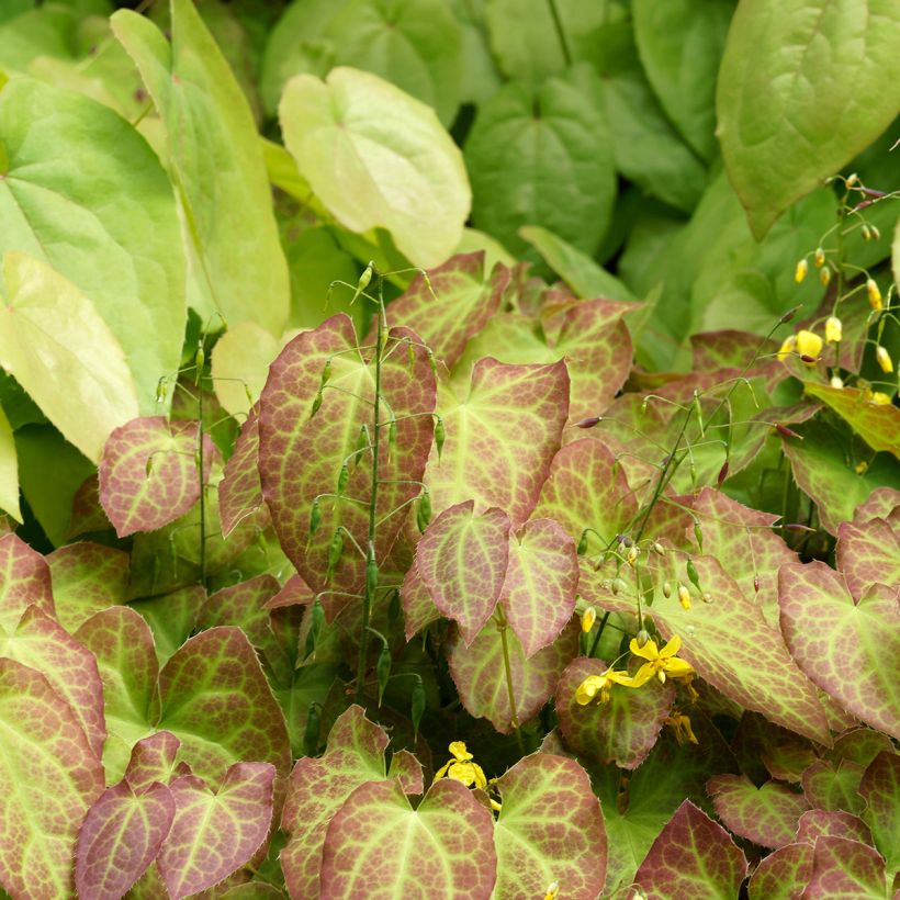 Epimedium perralchicum Frohnleiten - Elfenbloem (Groeiplaats)