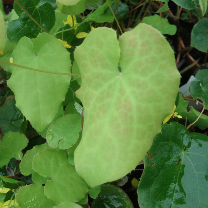 Epimedium perralchicum Frohnleiten - Elfenbloem (Blad)