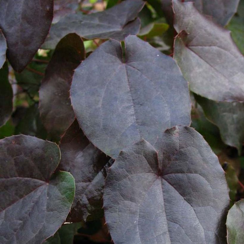 Epimedium pinnatum Black Sea - Elfenbloem (Foliage)