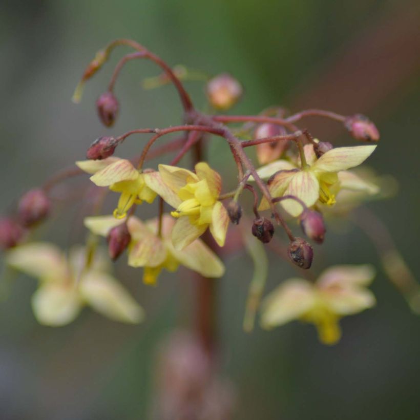 Epimedium pinnatum Black Sea - Elfenbloem (Flowering)