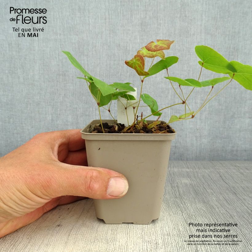 Example of Epimedium pinnatum Black Sea - Elfenbloem Kweekpotje van 8/9 cm as you get in printemps