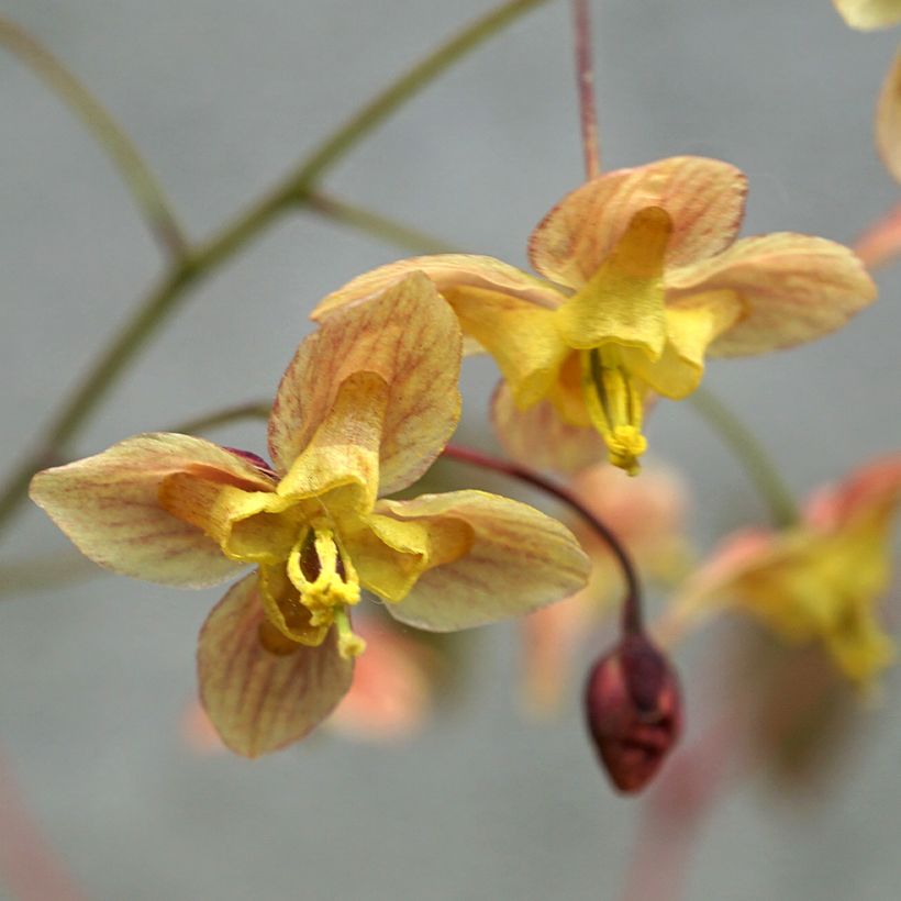 Epimedium pinnatum Black Sea - Elfenbloem (Bloei)