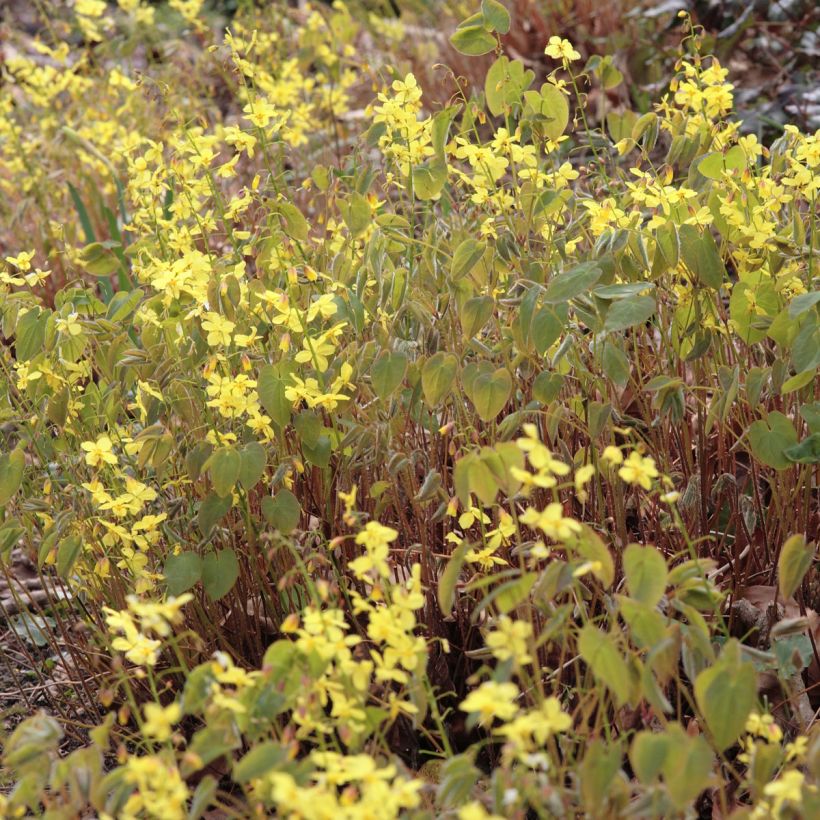 Epimedium pinnatum colchicum - Elfenbloem (Flowering)