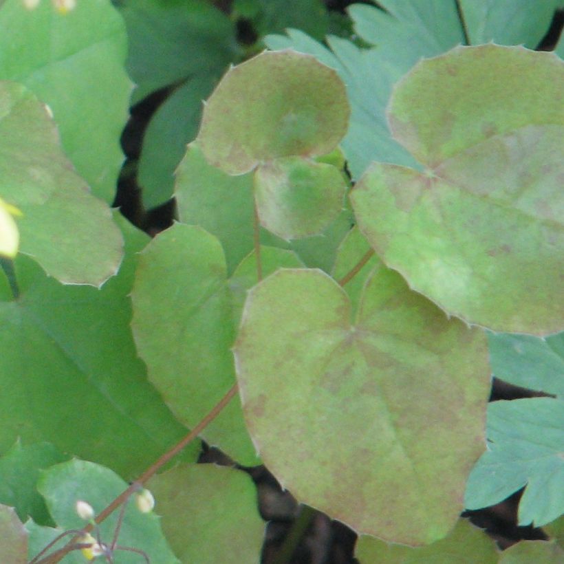 Epimedium platypetalum - Elfenbloem (Blad)