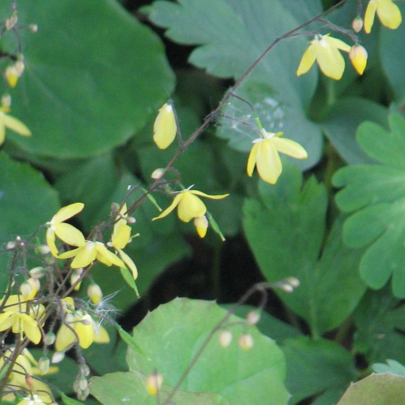 Epimedium platypetalum - Elfenbloem (Bloei)