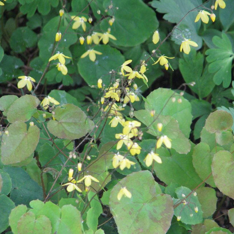 Epimedium platypetalum - Elfenbloem (Groeiplaats)