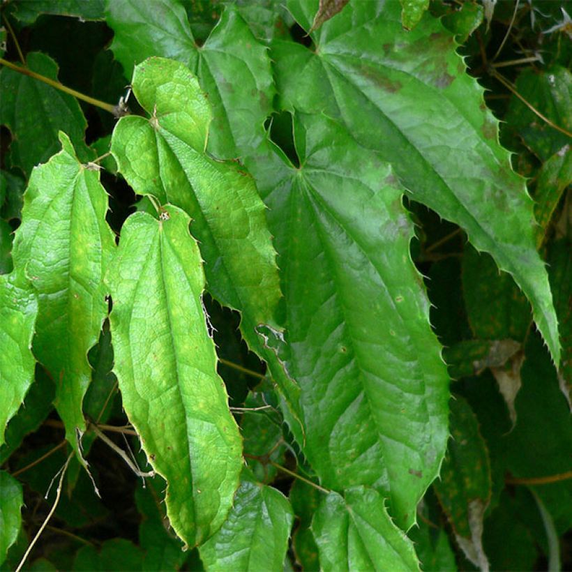 Epimedium pubescens - Elfenbloem (Blad)